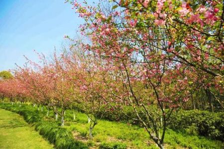 上海辰山植物园图片，上海辰山植物园图片欣赏