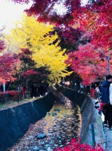 东京旅游攻略自由行，东京旅游攻略自由行攻略