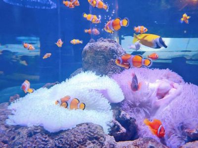 富国海底世界官方网站，富国海底世界官方网站首页