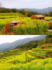 去江西婺源旅游攻略，去江西婺源旅游攻略一日游