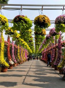 上海植物园景点介绍？上海植物园景点介绍图片？