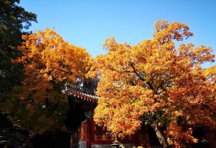 北京香山公园好玩吗，北京香山公园值得玩吗