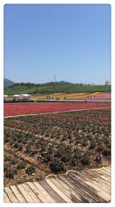 武义旅游攻略二日游，武义旅游攻略二日游景点
