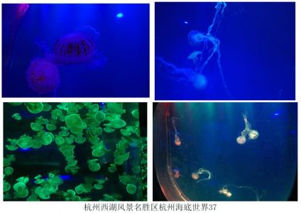 杭州海底世界好玩不，杭州海底世界能玩多久？
